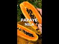 Papaye Nila video