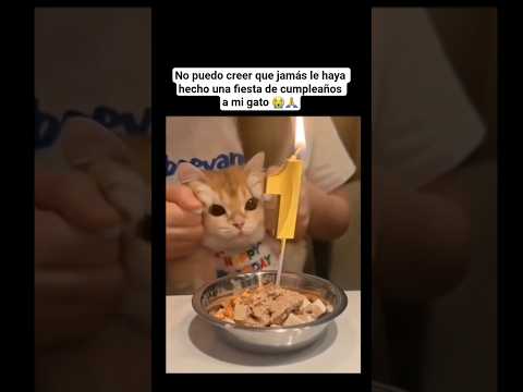 Gato TIENE FIESTA DE CUMPLEAÑOS 🥺🥳 #shorts #cat