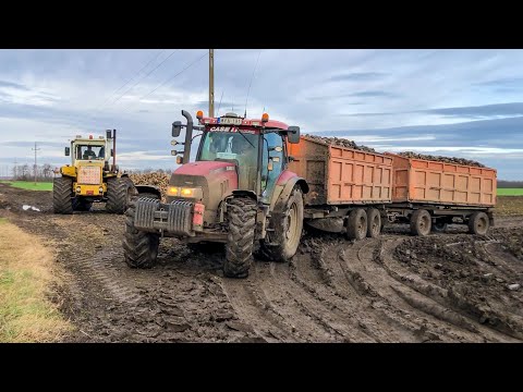 Sugar Beet Transport | Case IH Maxxum 115 ; Claas Axion 930 ; John Deere 8370R, 6195R, 6100RC | MUD