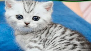 КАКОЙ ТЫ КОТИК