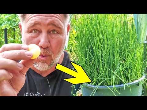 How to Grow CRUNCHY Water Chestnuts at Home!