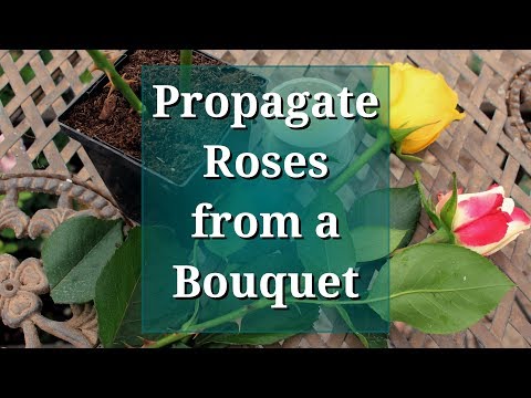 image-Can you're root long stem roses?