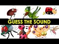 Guess the Insect sound | Sound Quiz | insects