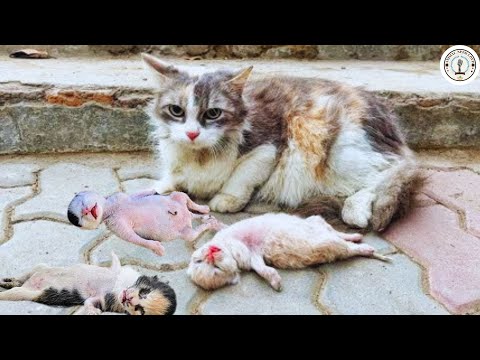 The Mother Cat's eyes filled with tears as she watching her POOR Kitten struggle to survive | EP9