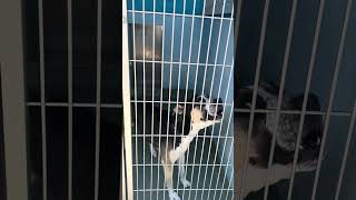 Video preview image #1 Great Dane-Siberian Husky Mix Puppy For Sale in Pasadena, CA, USA