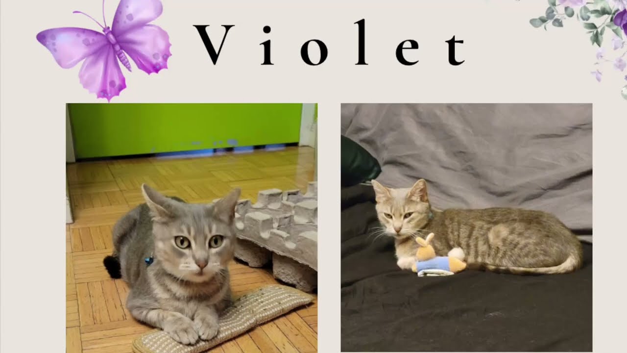 Enlarge Violet, a ADOPTABLE Domestic Short Hair in Port Chester, NY video 5/5