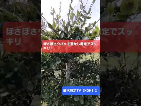 開花を促進するために2月に剪定する6つの低木  庭園