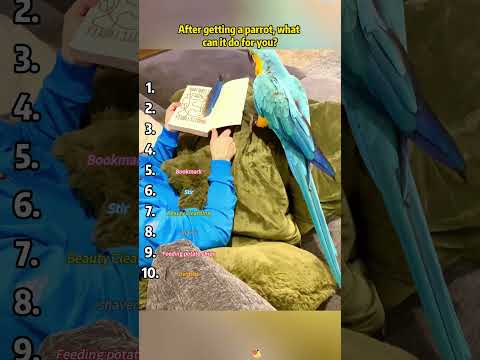 #funny #talkingparot #funnyvideo #birds #nonstoptalkingparrot #cute #pets #fypシ
