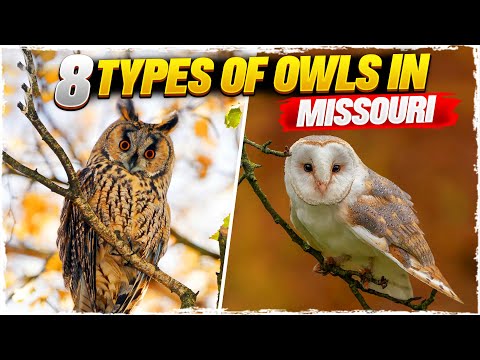 Types Of Owls In Missouri