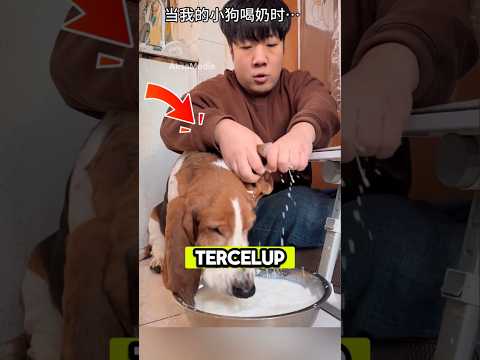 Anjing dengan telinga terpanjang, sampe dijemur