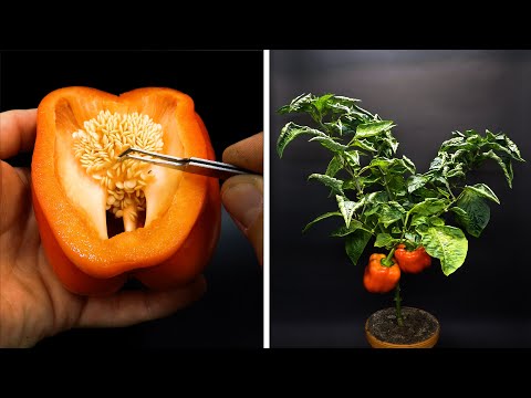 , title : 'Growing Red Bell Pepper Time Lapse - Seed To Fruit in 115 Days'