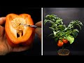 Red Bell Pepper Time Lapse - Seed To Fruit in 115 Days
