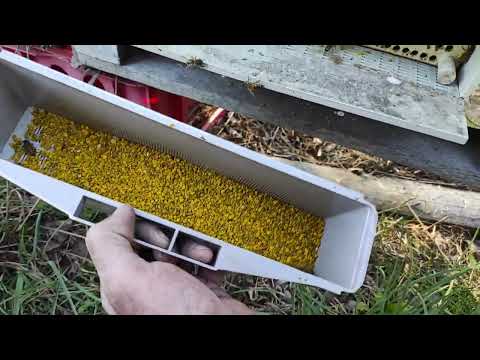 Пчеловодство.Пчёлы начали усиленно собирать обножку. Ставлю пробные пыльцесборники.