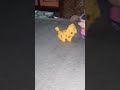 Shandhya Playing Dog