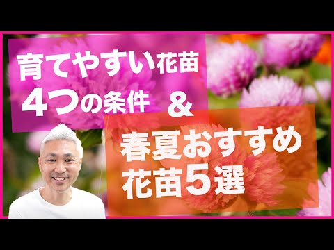 ピンクのゼラニウムの植物の花はポットで簡単に成長し、栽培できます夏の花のプランター