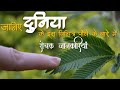 What Is Chhui Mui Chhui Mui Chui Mui Plant Mimosa Pudica Ka Plant