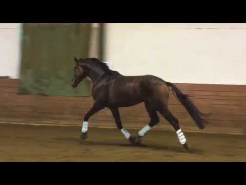 2015 Hanoverian gelding by Scuderia x Davignon x Grenadier