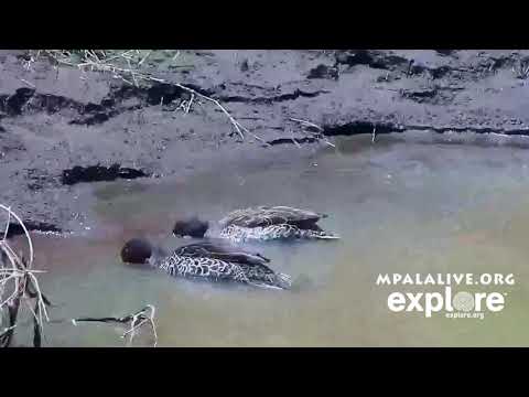 Yellow billed ducks
