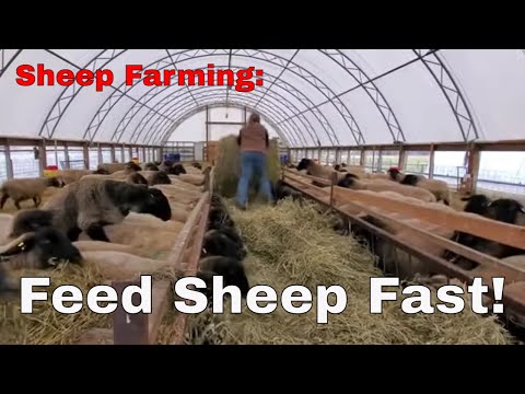 , title : 'Sheep Farming - Quick, Easy & Simple Way To Feed Sheep'