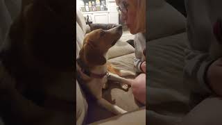 Video preview image #1 Beagle-Unknown Mix Puppy For Sale in Wakefield, RI, USA