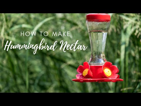 How to Make Hummingbird Nectar