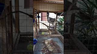 Download lagu BURUNG KOAK KAOK ASLI LOMBOK,SUARANYA JOS mp3