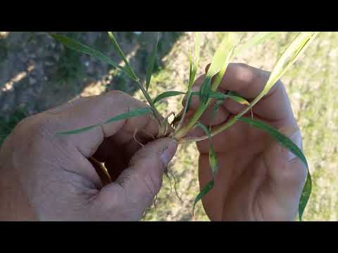 Ährenwachstum und Beurteilung Pflanzen Roggen