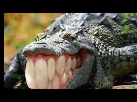 SCP 682 JUST BROKE OUT AT GATE B I WANT ALL AVAILABLE HELICOPTERS AND MTF UNITS NOW