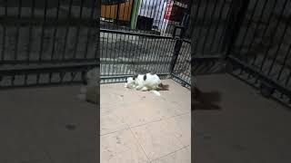 Download lagu Perkembang biakan kucing mp3