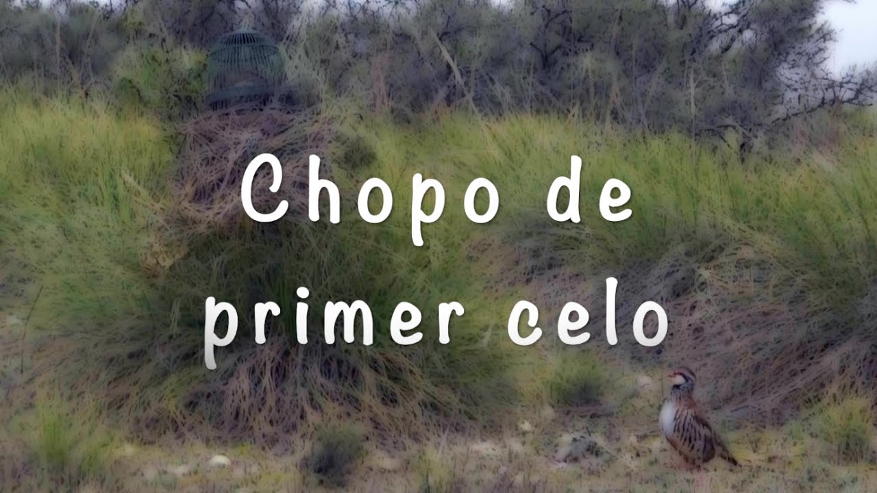 Un pollo de la ganadería El Chopo