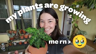 Houseplant Update | MY HOYA ARE GROWING and other exciting updates