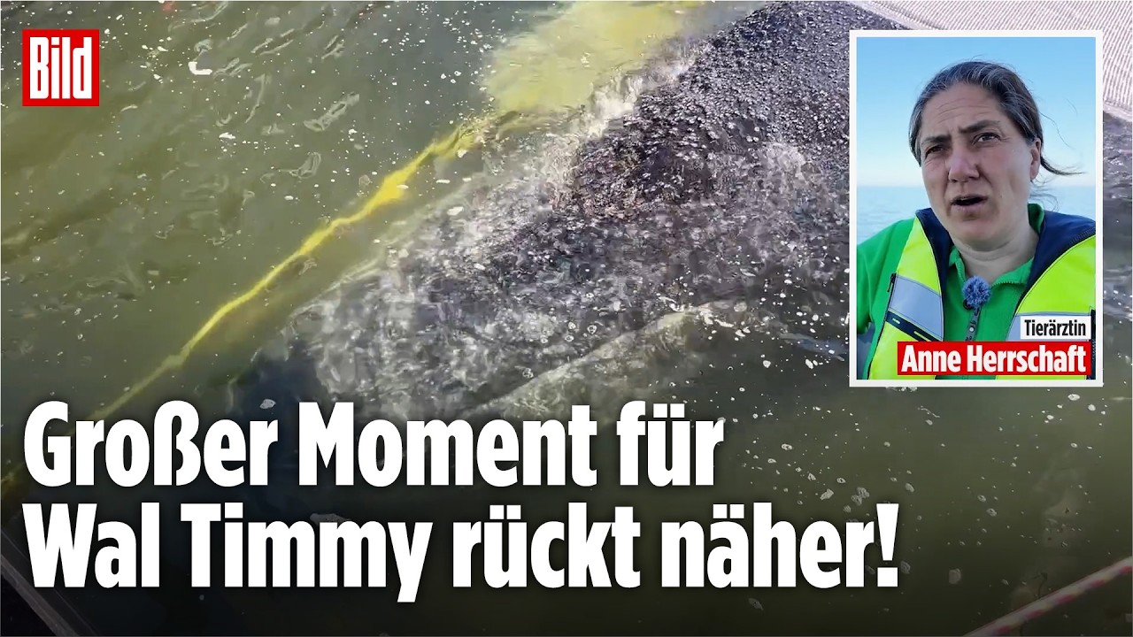 WAL TIMMY: So funktioniert die Freilassung vom Buckelwal! Tierärztin erklärt!