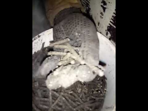 запуск маслопресса, пресс остановился 5