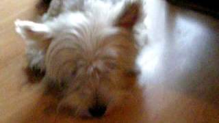 The Magnetic Fields (Born on a train) + my bored dog