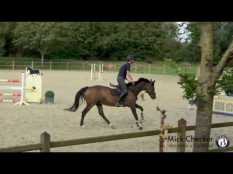 Mick Checker - Wallach - 2012 geboren (Montelini x Cellestial)