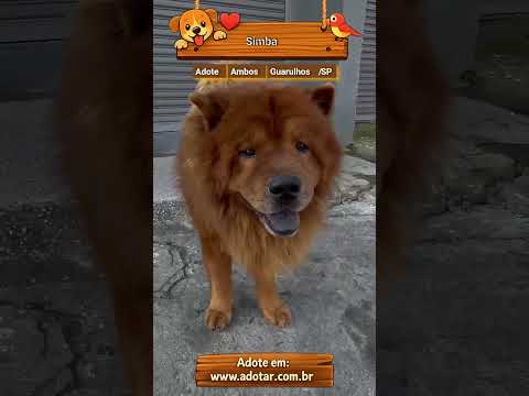 Vídeo de Simba
