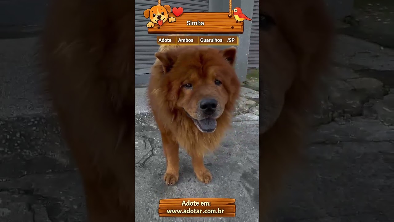 Cachorro raça SRD-ViraLata idade 5 anos nome Simba