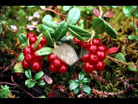 Майя Кристалинская - В Подмосковье