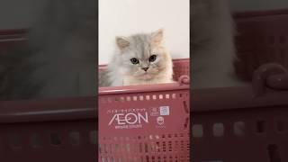 ペルシャ猫のペル君 #23