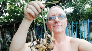 How To Garden in the Philippines