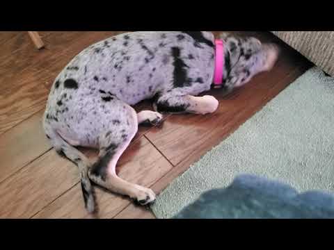 "On the Sonnet" by John Keats