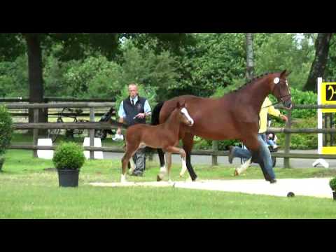 Sudweyher Fohlenschau 2016 - Kat.-Nr. 48