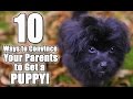 10 Ways To Convince Your Parents To Get A Dog Parody Of I Don T Know My Name By Grace Vanderwaal