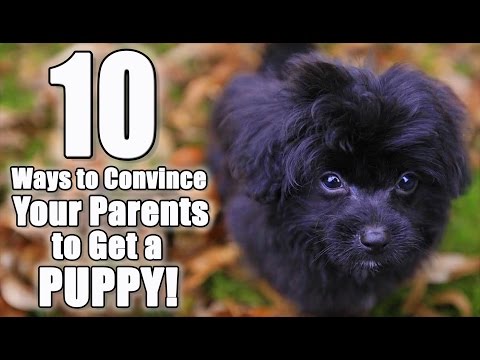 YouTube video about: How to convince my husband to get a dog?