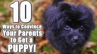 10 Ways to Convince Your Parents to Get a Dog | Parody of "I Don