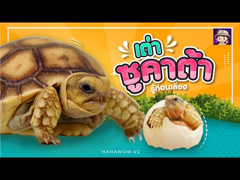 รู้ก่อนเลี้ยง เต่าซูคาต้าน