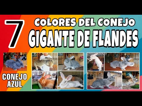 , title : '7 Colores del Conejo Gigante de Flandes 😱"Conejo AZUL"😱 , colados al final 🐝🦓'