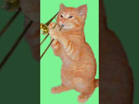 #caty #clarinet#musicy #cat#❤💚❤😀