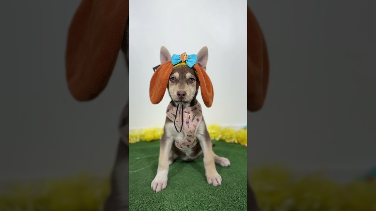 Cece-One of our Amazing Rescue Dogs, a Adoptable mixed breed in Carson City, CA video 2/2