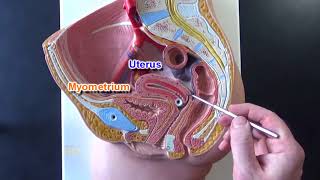 Female Reproductive System Model